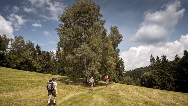 Pilgerer sind unterwegs am Wilheringer Pilgerweg.