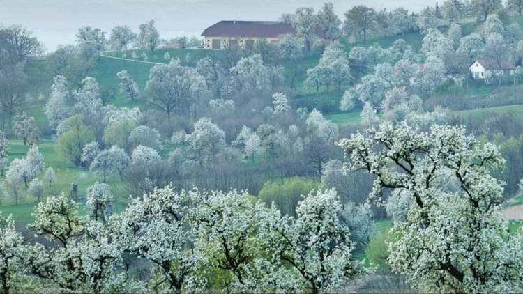 Blühende Obstbäume in Scharten im Naturpark Obst-Hügel-Land.