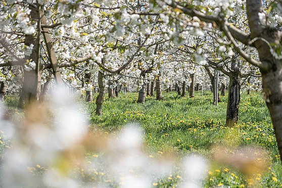 Foto Oberösterreich Tourismus GmbH/Martin Fickert: Kirschblüte Scharten