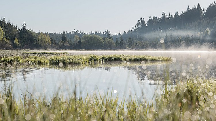 Bilck auf den Rubnerteich am Morgen